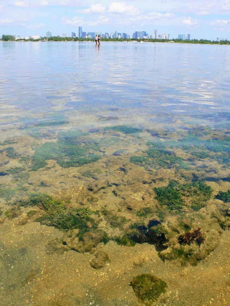 Biscayne Bay has lost more than 80 percent of its seagrass meadows and a coral disease that started off Virginia Key has now spread to Key West.