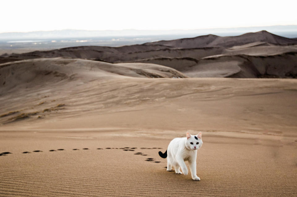 Cat visits every national park