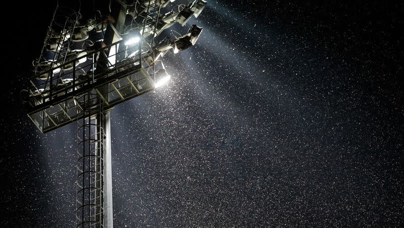 A swarm of mosquitoes and other night insects fly in the light of a stadium.