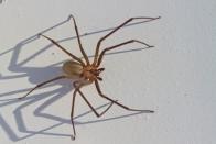 <p><strong>What they look like: </strong>The <a href="https://www.prevention.com/health/a28815671/susie-torres-brown-recluse-spider-in-ear/" rel="nofollow noopener" target="_blank" data-ylk="slk:brown recluse" class="link ">brown recluse</a> is a brown spider with a distinct “violin-shaped marking” on the top of its head and down its back, Potzler says. Also, brown recluse spiders have six eyes, instead of the eight that many other spiders have.</p><p><strong>Where you’ll find them: </strong>The brown recluse likes to hang out in undisturbed corners of homes, in sheds, and in basements or cellars. “Many bites occur because the spider is hiding in folded towels and sheets, underneath a pile of clothes on the floor, or in shoes in a closet,” Potzler says. “If you live in an area where brown recluse is common, it’s a good idea to shake out your clothes and shoes, or wear gloves if you are working in your shed or garage.”</p><p><strong>Can they harm you? </strong>Yes. “The recluse can cause serious damage to people,” says Pereira. “Bite sites are a serious problem.” A brown recluse bite can cause necrotizing wounds (meaning, it kills the cells and tissues around it), so you’ll want to see a doctor immediately if you think you’ve been bitten by one, Russell says.</p>