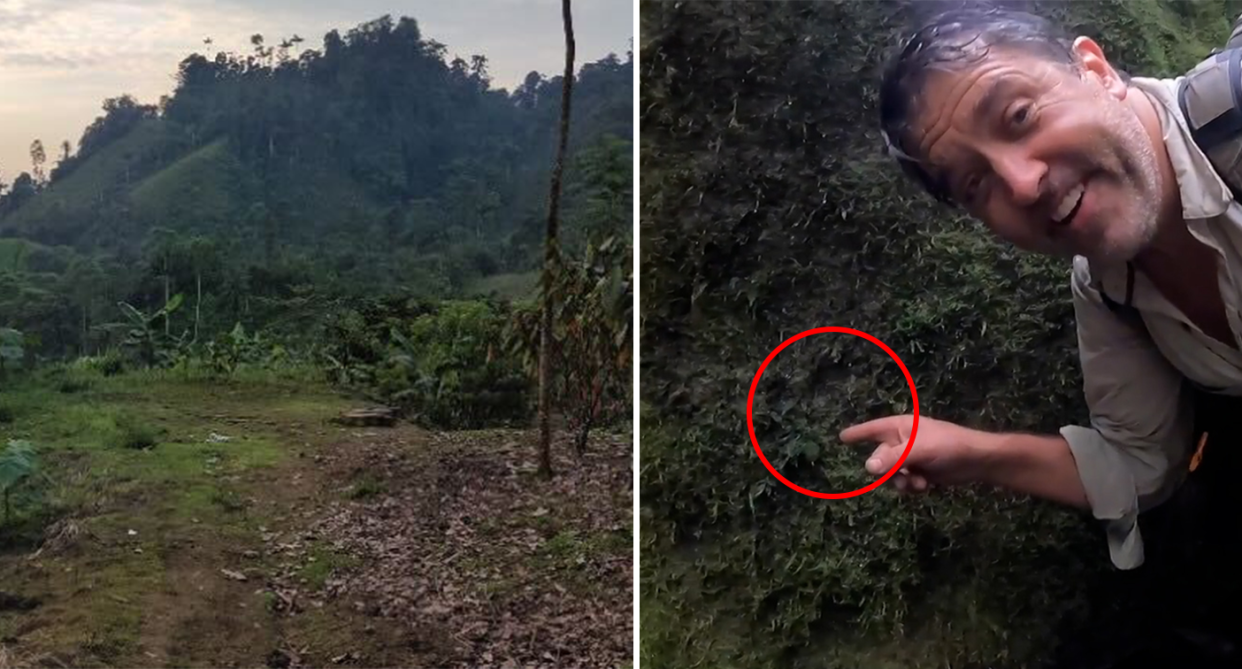 John L Clark points to Amalophyllon miraculum (right) during an Instagram video. Right - the general area where the plant was found.