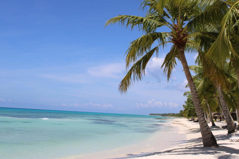 Punta Cana is a great placed to go during June for cheap prices.
Pictured: a large palm tree over crystal clear waters on a clear day in Punta Cana 