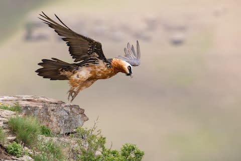 A bearded vulture - Credit: JOSEF JACOBS