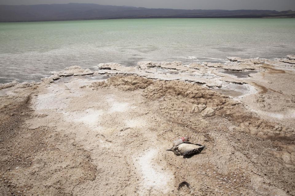 En esta imagen, tomada el 14 de julio de 2019, se muestra un pájaro muerto en la orilla del Lac Assal, que los migrantes africanos deben cruzar para seguir su camino a pie, en Yibuti. En esta zona no crece nada. Se dice que los pájaros caen del cielo muertos por el calor. Y sin embargo, el etíope Mohammed Eissa, de 35 años, siguió caminando, como llevaba haciendo tres días desde que salió de su país para ir a Arabia Saudí. (AP Foto/Nariman El-Mofty)