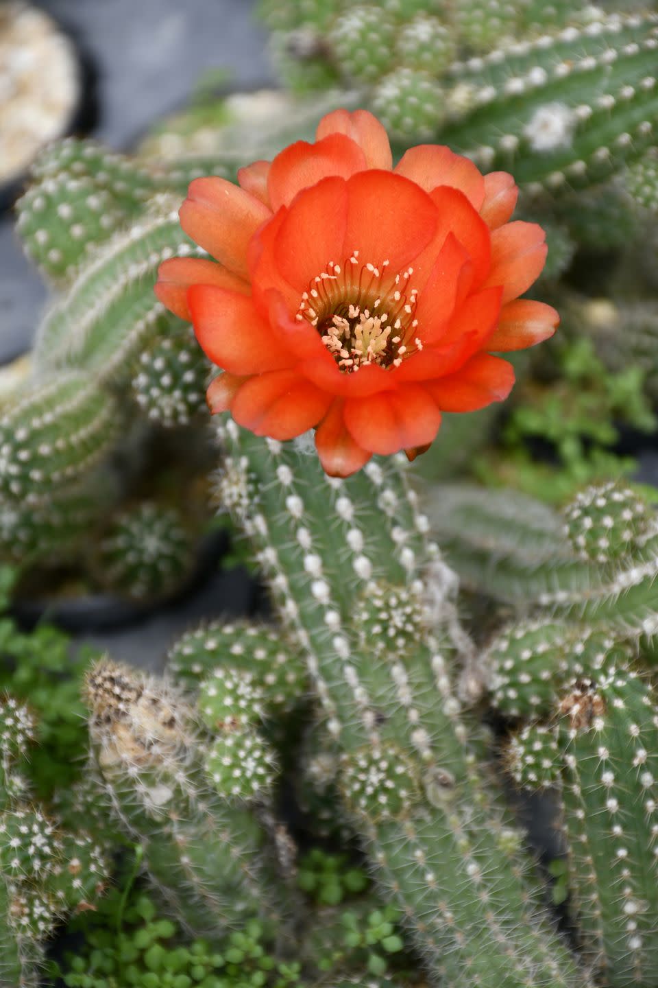 flowering cacti peanut cactus