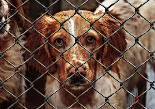 <span class="caption">Adopt a dog - irresponsible breeders will create more dogs that will suffer from lack care in their early months.</span> <span class="attribution"><a class="link " href="https://pixabay.com/en/animal-welfare-dog-imprisoned-1116205/" rel="nofollow noopener" target="_blank" data-ylk="slk:AlexasFotos;elm:context_link;itc:0;sec:content-canvas">AlexasFotos</a></span>