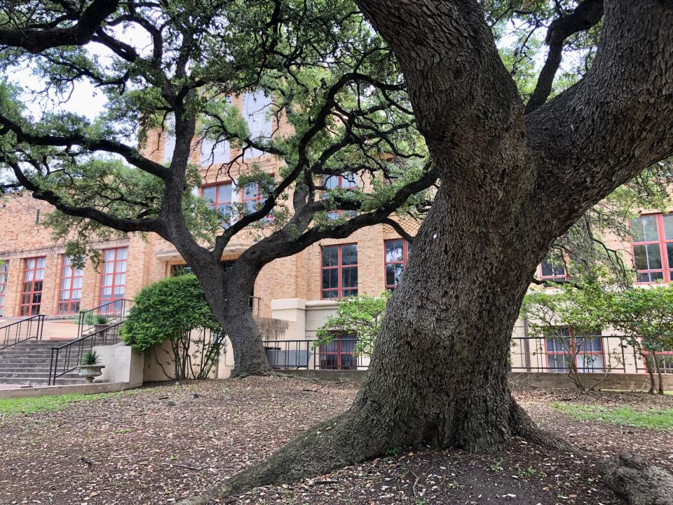 Several legacy oak trees stand on the site of the University of Texas' Steve Hicks School of Social Work building, a historic building that UT plans to demolish so it can build a football practice facility.