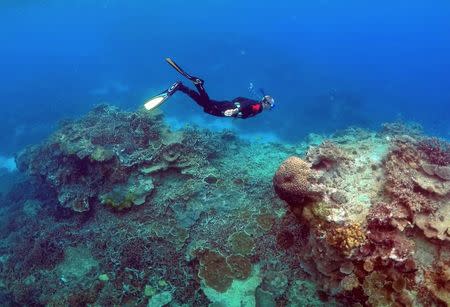 FILE PHOTO - A man snorkels in an area called the "Coral Gardens" near Lady Elliot Island, on the Great Barrier Reef, northeast of Bundaberg town in Queensland, Australia, June 11, 2015. REUTERS/David Gray/File Photo