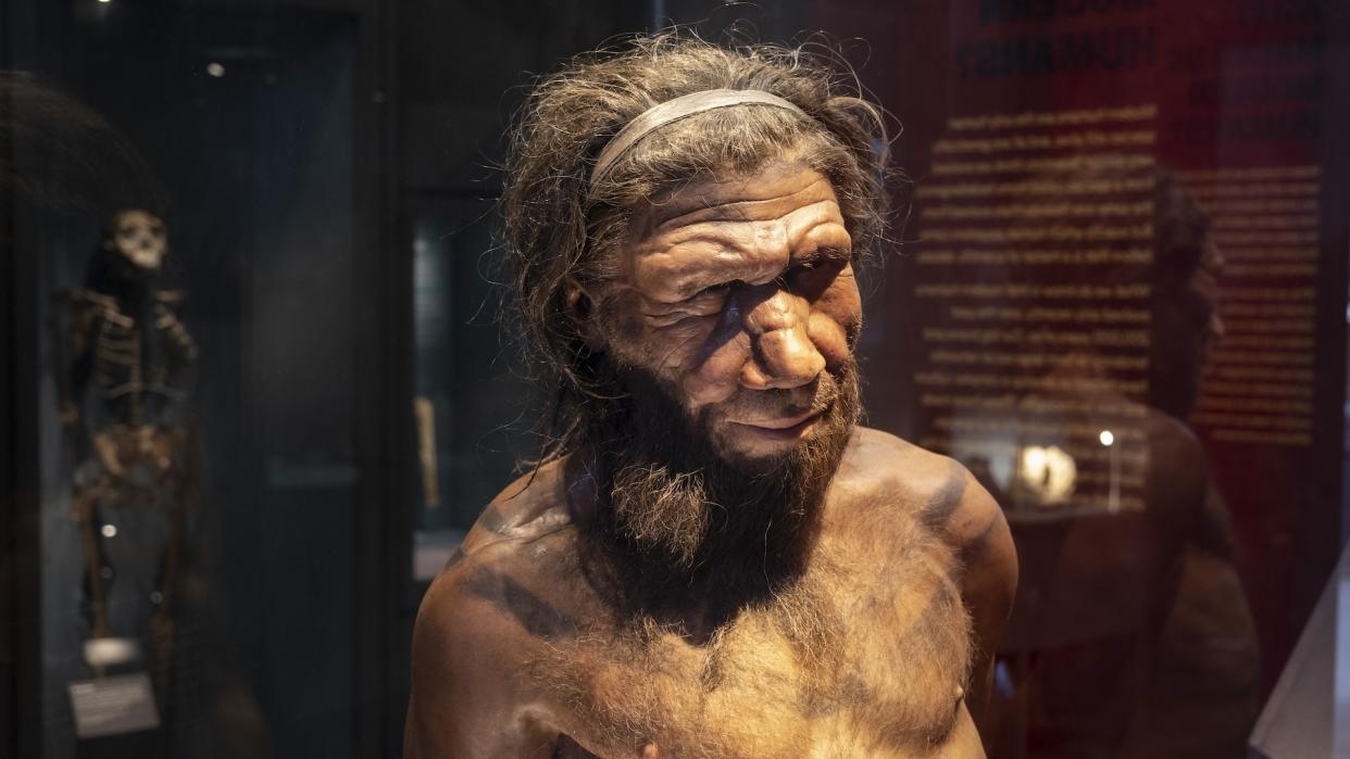  Neanderthal man at the human evolution exhibit at the Natural History Museum. 