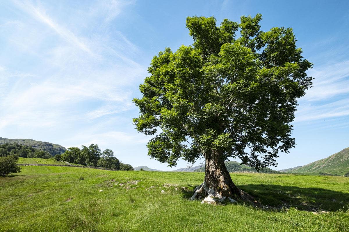 A stock image of an ash tree. <i>(Image: Archive)</i>