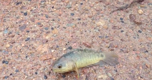 Aggressive 'walking' fish on its way to Australia