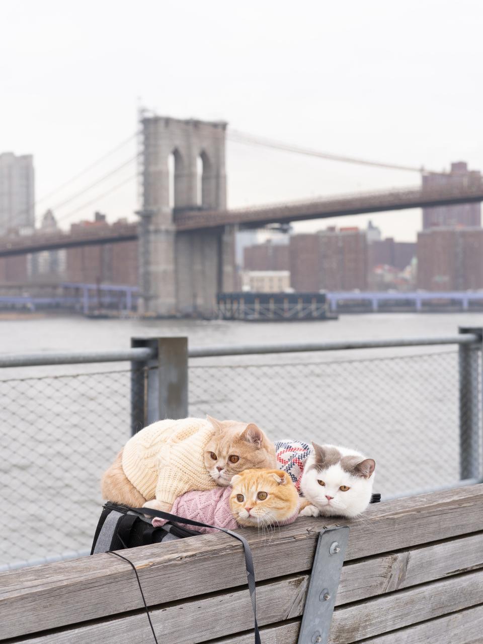 Sponge Cake, Mocha and Donut posing together in front of Brooklyn Bridge.