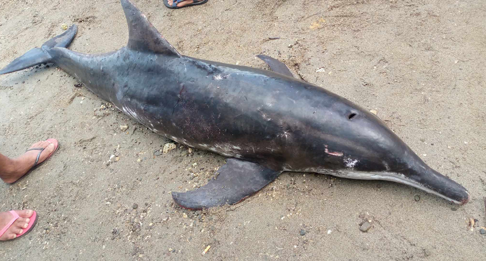 The body of the rough tooth dolphin on the beach at Samal.