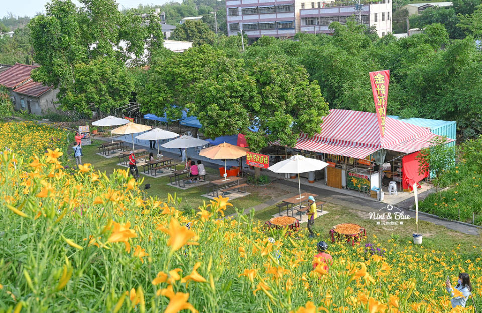 彰化花壇｜虎山巖 金針花