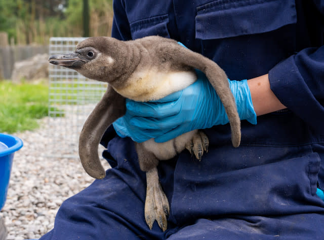 Eleven Penguin Chicks Hatch At Chester Zoo - The Most To Emerge During ‘Hatching Season’ At The Zoo For More Than A Decade