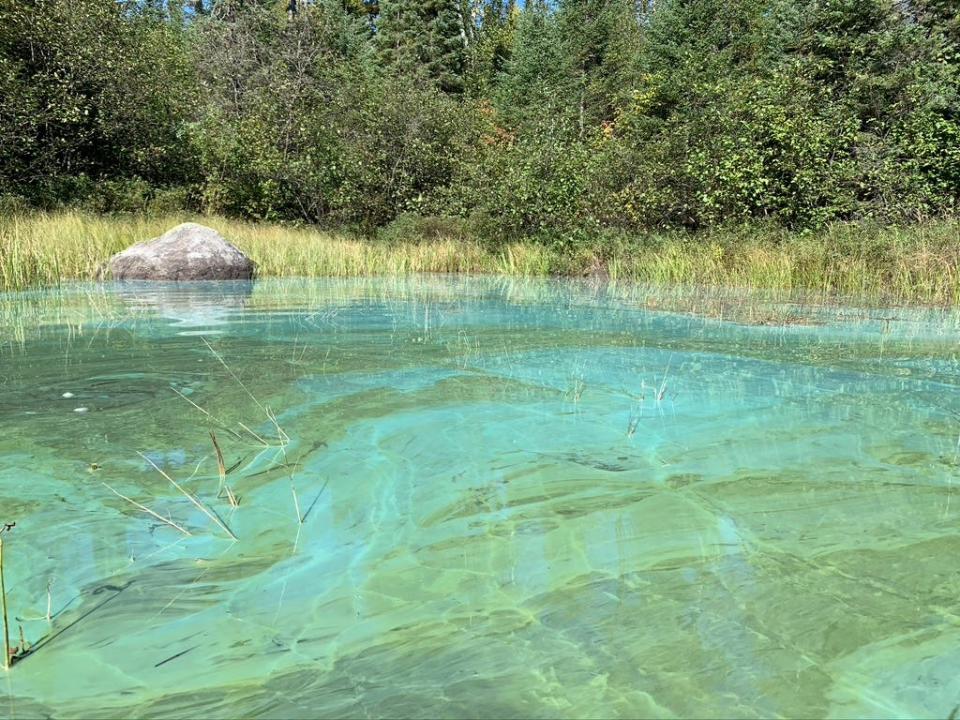 A harmful blue-green algae bloom overwhelms a wild rice bed on Burnt Lake in the Boundary Waters Canoe Area Wilderness. There have been more observed reports of blue-green algae blooms in the wilderness area, which scientists say are likely due to warming from climate change and nutrients coming in through the air.