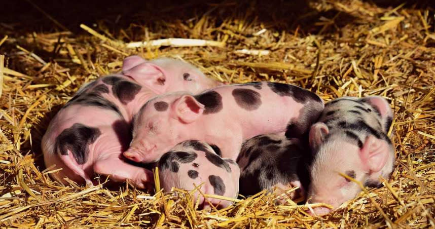 群馬縣爆出豬瘟疫情，小豬頻腹瀉死亡。（圖／Pixabay）