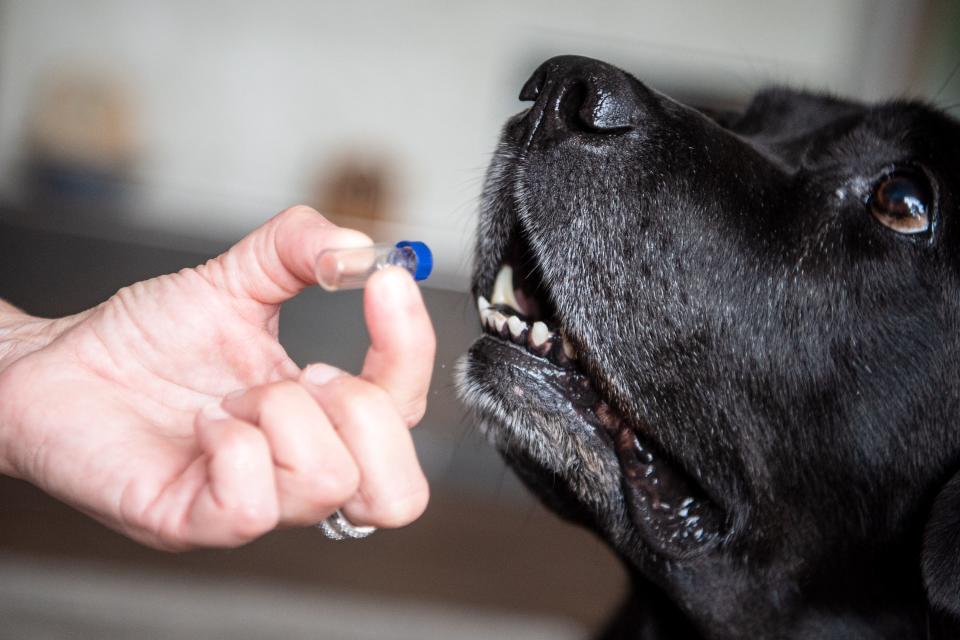 Jamiro the bedbug-sniffing dog inspects a glass tube containing a bed bug.