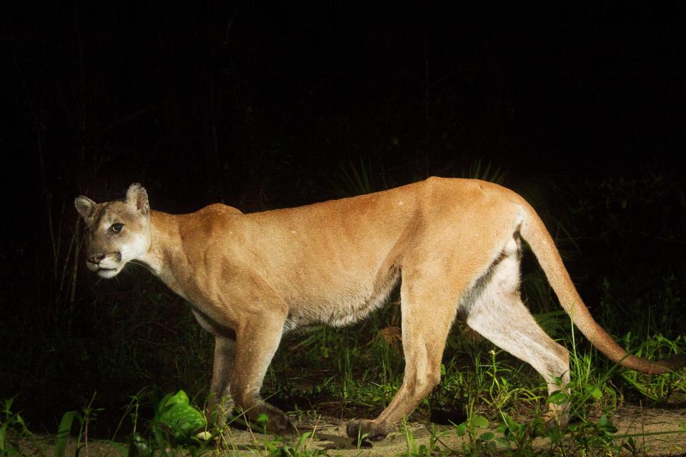 A Florida panther trips a camera trap set up by News-Press photographer Andrew West at the Florida Panther National Wildlife Refuge in June 2016.