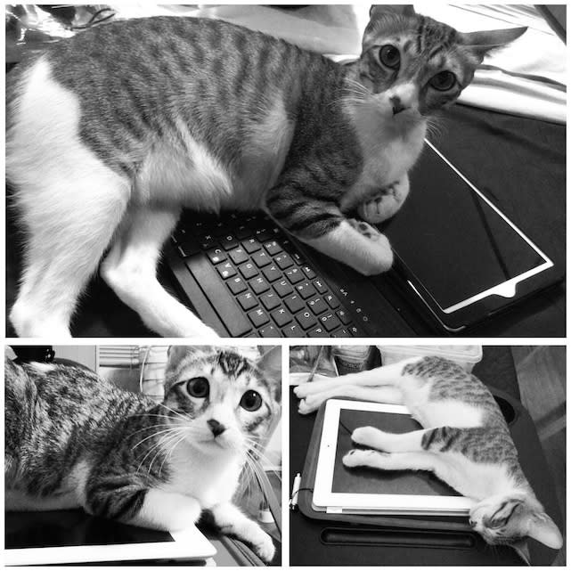 Triptych of photos of cat 