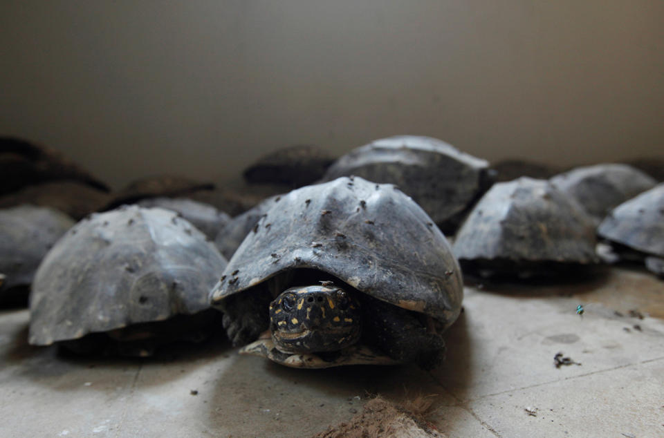 <p>Black spotted freshwater turtles are pictured after they were seized in a raid, at Sindh Wildlife Department in Karachi, Pakistan, April 28, 2016. (Photo: Akhtar Soomro/Reuters) </p>