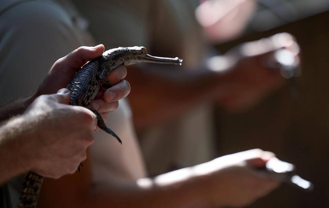 Fort Worth Zoo ectotherm zoo keepers hold four recently hatched gharial crocodiles on Thursday, August 31, 2023, in Fort Worth. Gharial crocodiles are a critically endangered species with only about 200 reproducing adults remain alive in the wild, native to south Asia.