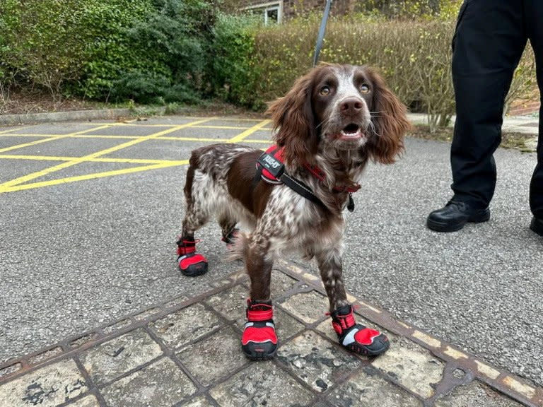Giddy the fire dog is trained to sniff out dangerous flammables and accelerants in charred buildings. (SWNS)