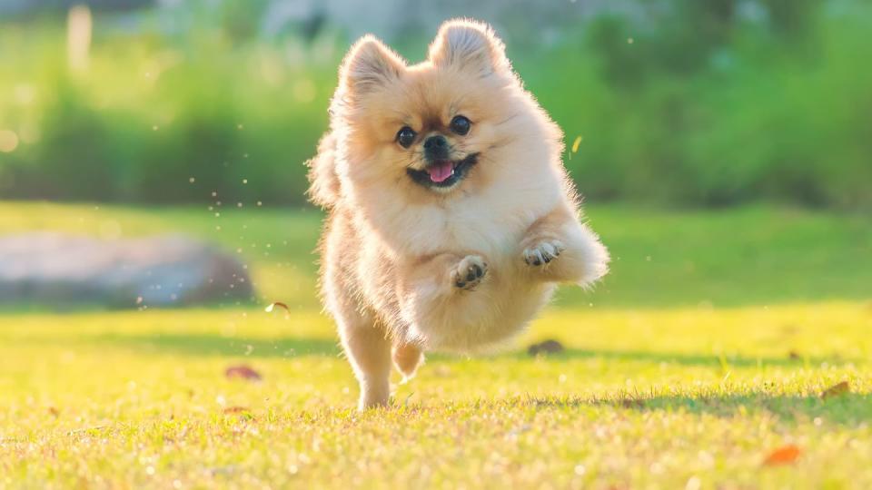 cute puppies pomeranian mixed breed pekingese dog run on the grass with happiness