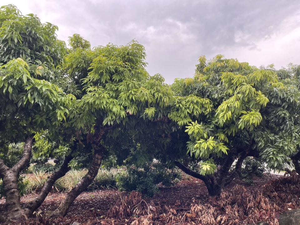 ▲疑受氣候異常影響，彰化縣芬園鄉今年黑葉荔枝的著果率大減7成，農會總幹事黃翊愷勘查糯米荔枝發現恐「全軍覆沒」。（記者陳雅芳攝）