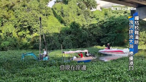 新竹縣的峨眉湖也佈滿布袋蓮，使得觀光遊艇難以行駛。