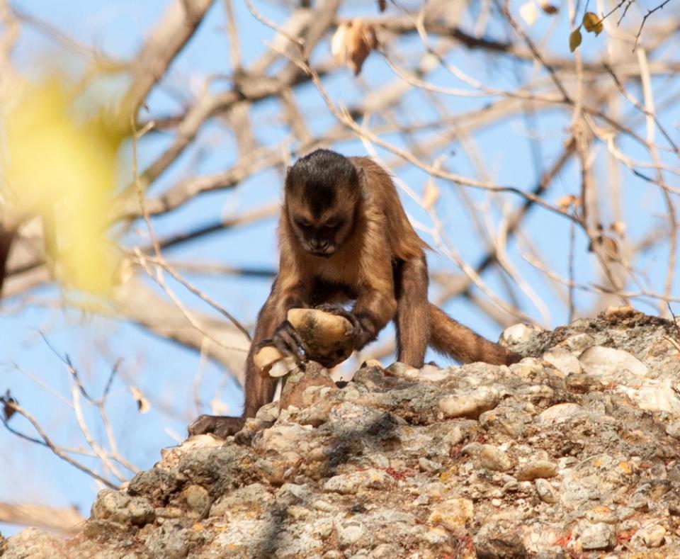 Monkeys Break Rocks, Show Humans Aren't So Special