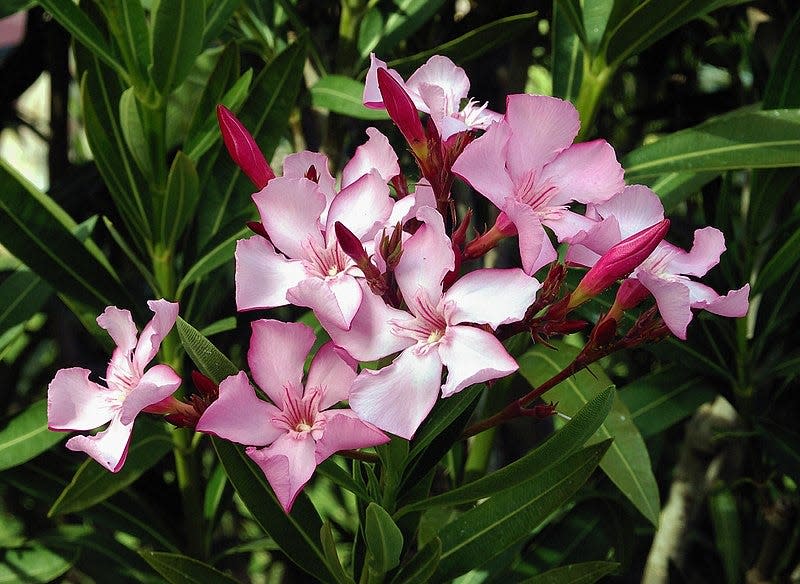 Oleander shrubs require bright light and well-drained sites to flourish. Trying to wean them off full sunlight to flourish in the shade is hopeless.