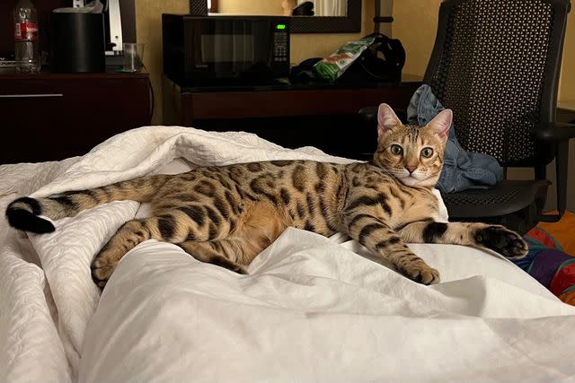 <p>Courtesy of Ginger Thompson</p> Breezy the Bengal cat in a Denver hotel room after being reunited with owner Ginger Thompson.