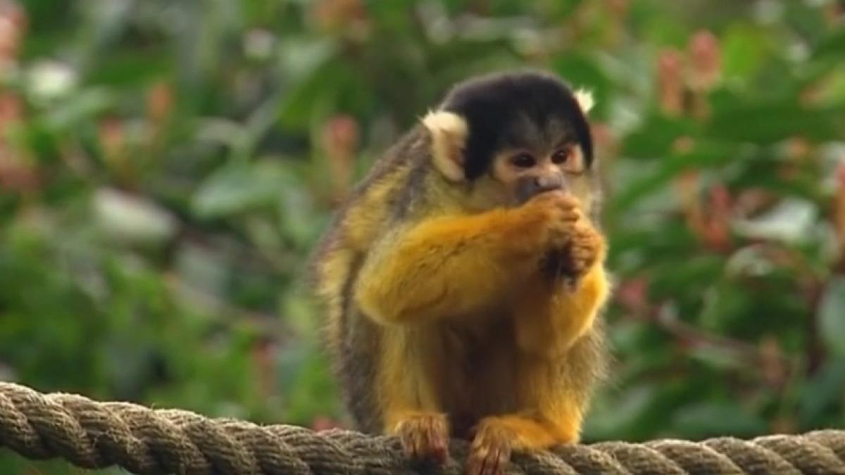 A dozen squirrel monkeys were stolen from a Louisiana zoo