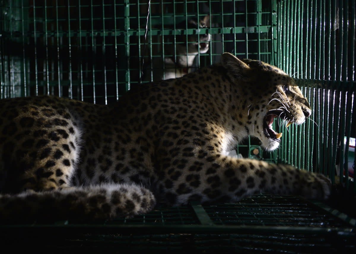 The leopard was captured after being shot by tranquiliser guns and only taken in control by the wildlife officials (AFP via Getty Images)