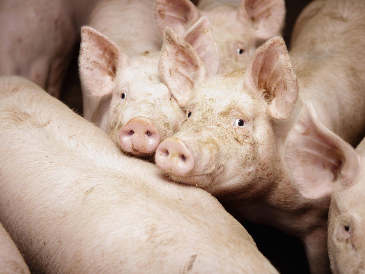 The H1N2 flu strain has been circulating in pigs. (Getty Images)