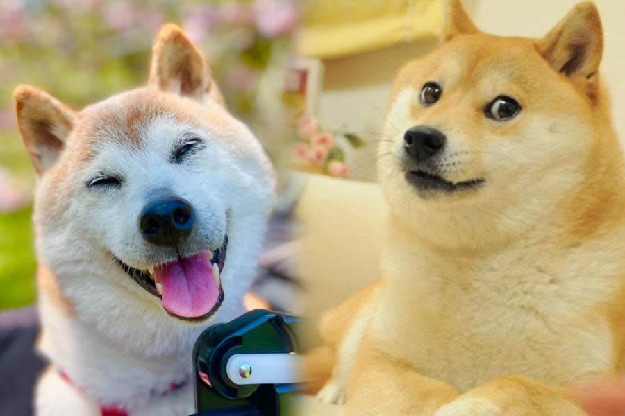 Fallece Kabosu, la tierna perrita que inspiró el meme Doge; fans se despiden