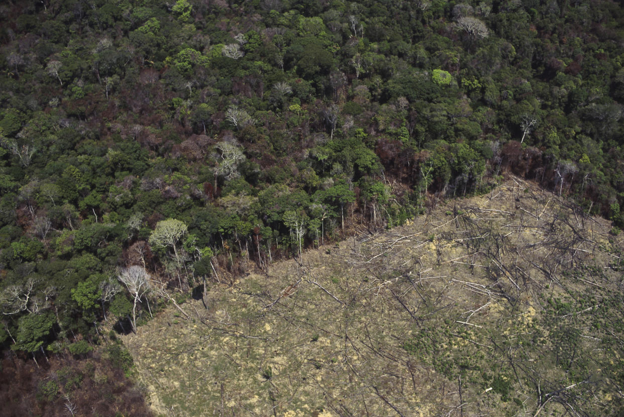 A view of Amazon rainforest clearance for agriculture