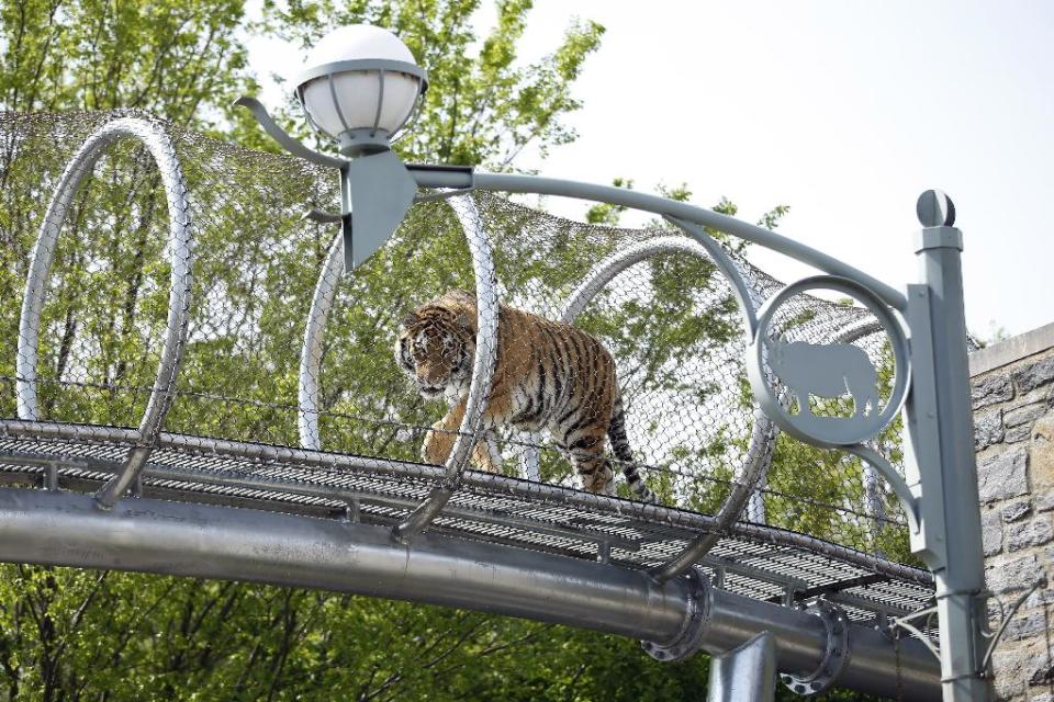 An Amur tiger walks across a passageway after a news conference at the Philadelphia Zoo, Wednesday, May 7, 2014, in Philadelphia. The see-through mesh pathway called Big Cat Crossing is part of a national trend called animal rotation that zoos use to enrich the experience of both creatures and guests. (AP Photo/Matt Slocum)