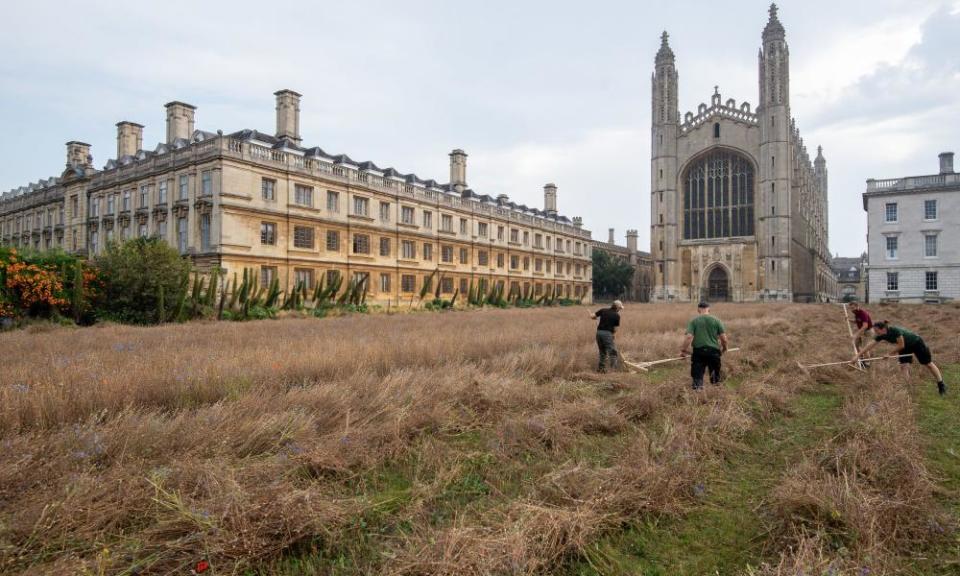 The wildflower meadow at King’s College, Cambridge