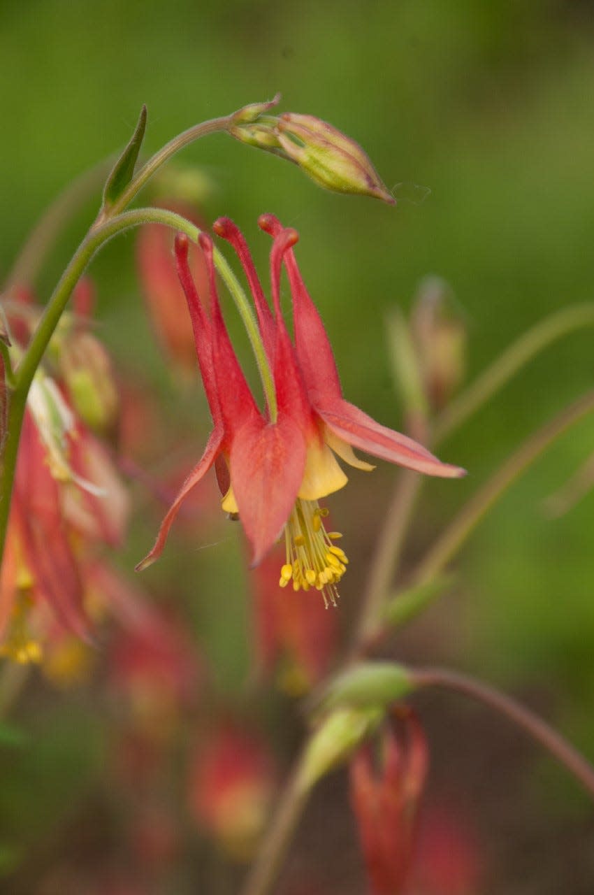 Bees and butterflies love the flowers on columbine.