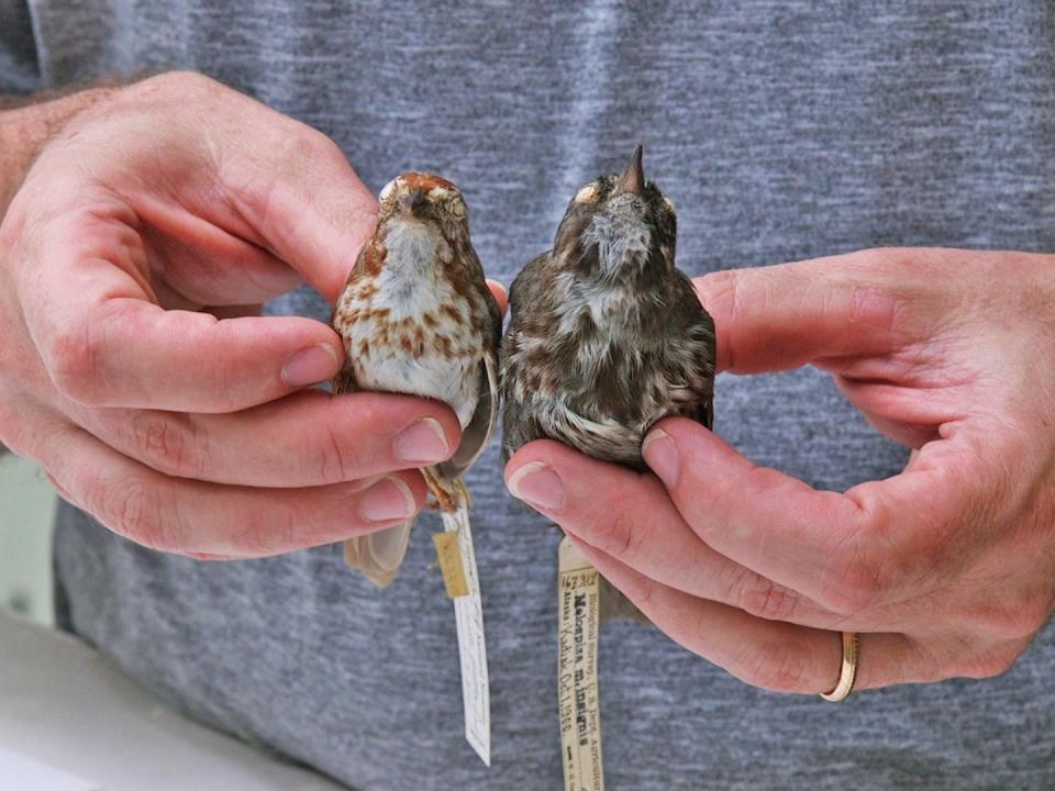 Two song sparrows from different parts of the world being compared side-by-side.