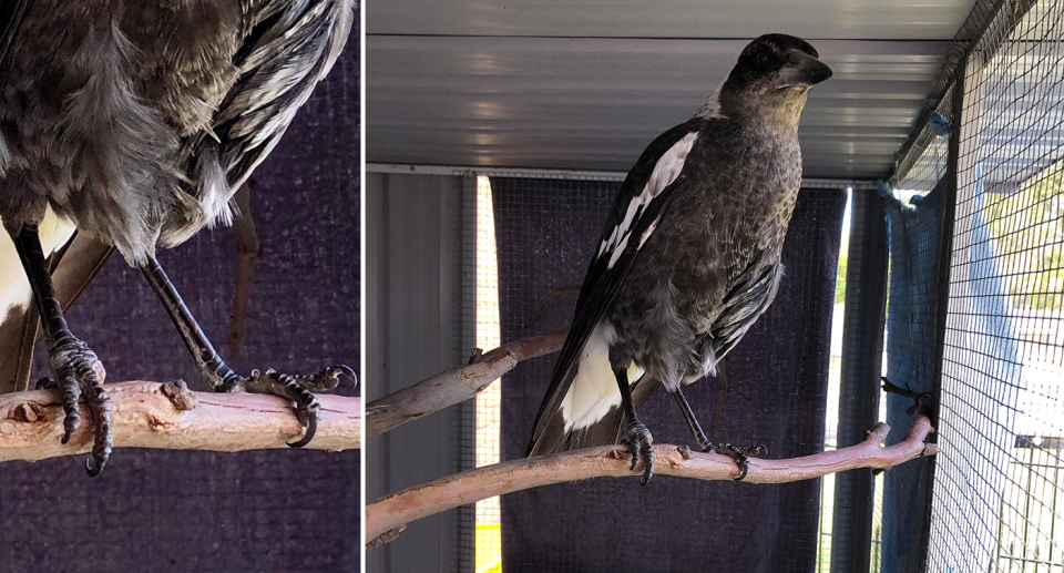 A close up image of the magpie's feet. The magpie balancing on a horizontal perch. 