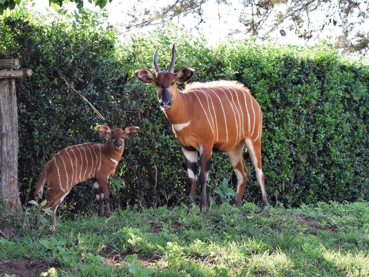 There are only 100 Mountain Bongos left in the wild: Donald Bunge