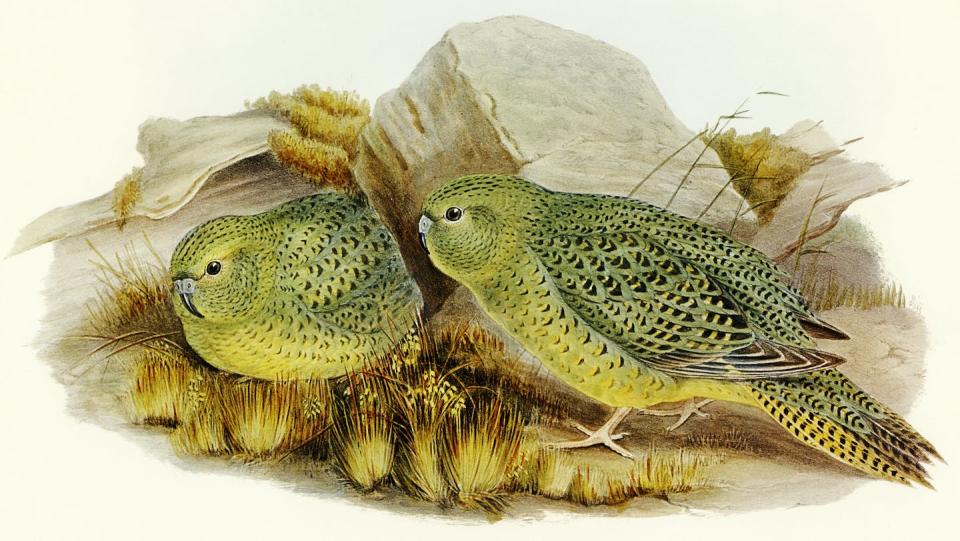 The night parrot is one of only two nocturnal parrots, alongside New Zealand’s kakapo. This 1890 illustration is by Elizabeth Gould, illustrator and wife of ornithologist John Gould. <a href="https://en.wikipedia.org/wiki/Night_parrot#/media/File:Pezoporus_occidentalis_Bird_illustration_by_Elizabeth_Gould_for_Birds_of_Australia,_digitally_enhanced_from_rawpixel's_own_facsimile_book666.jpg" rel="nofollow noopener" target="_blank" data-ylk="slk:Wikimedia;elm:context_link;itc:0;sec:content-canvas" class="link ">Wikimedia</a>, <a href="http://creativecommons.org/licenses/by/4.0/" rel="nofollow noopener" target="_blank" data-ylk="slk:CC BY;elm:context_link;itc:0;sec:content-canvas" class="link ">CC BY</a>