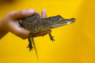 <p>An officer holds a baby saltwater crocodile at BKSDA (Natural Resources Conservation Board) office in Yogyakarta August 10, 2011. The reptile is one of eight baby saltwater crocodiles which survived during a move to Gembiraloka Zoo in Yogyakarta, after officers confiscated 27 of the species about three weeks ago as they were being smuggled from Central Kalimantan province to Central Java for trade. (Photo: Dwi Oblo/Reuters) </p>