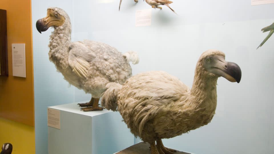 Specimens of the extinct dodo bird are seen on display in London's Natural History Museum. - Kevin Foy/Alamy Stock Photo