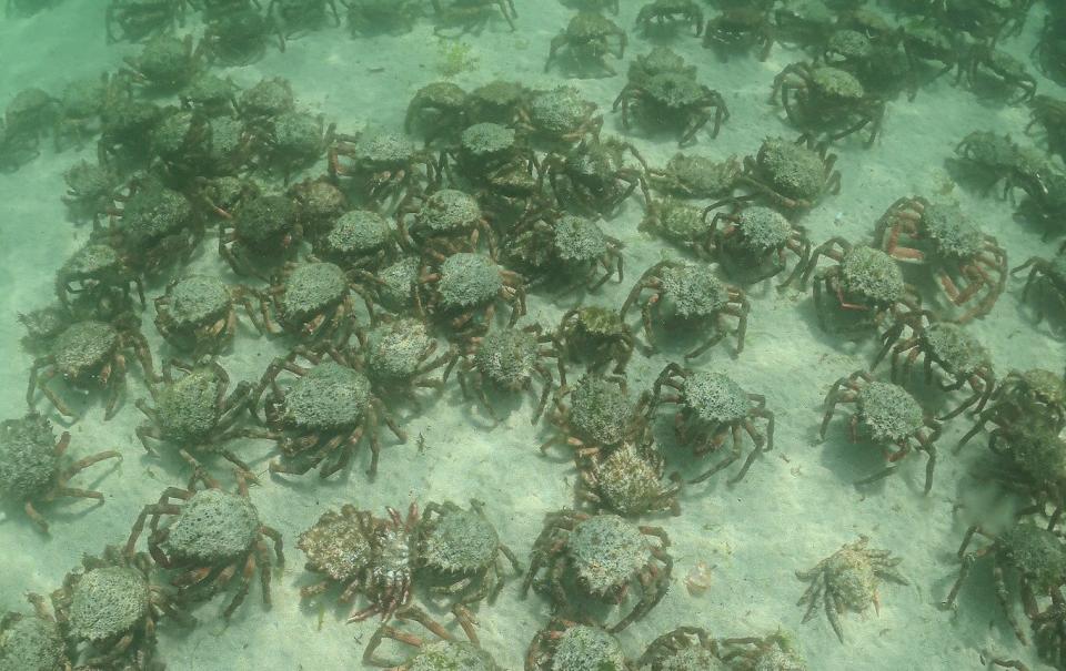 Spider crabs in Cornwall - Cornish.coast/BNPS