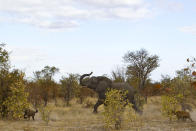 The elephant chasing the hyenas away from its calf. (Jayesh Mehta/ Caters News)