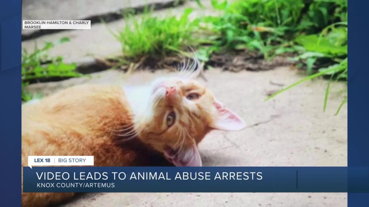 Social media video leads to arrests of individuals accused of cat torture